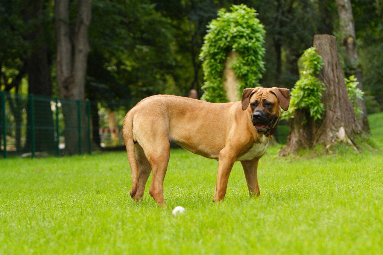 Tosa Dog: Tosa Tosa Dog And Ball Breed
