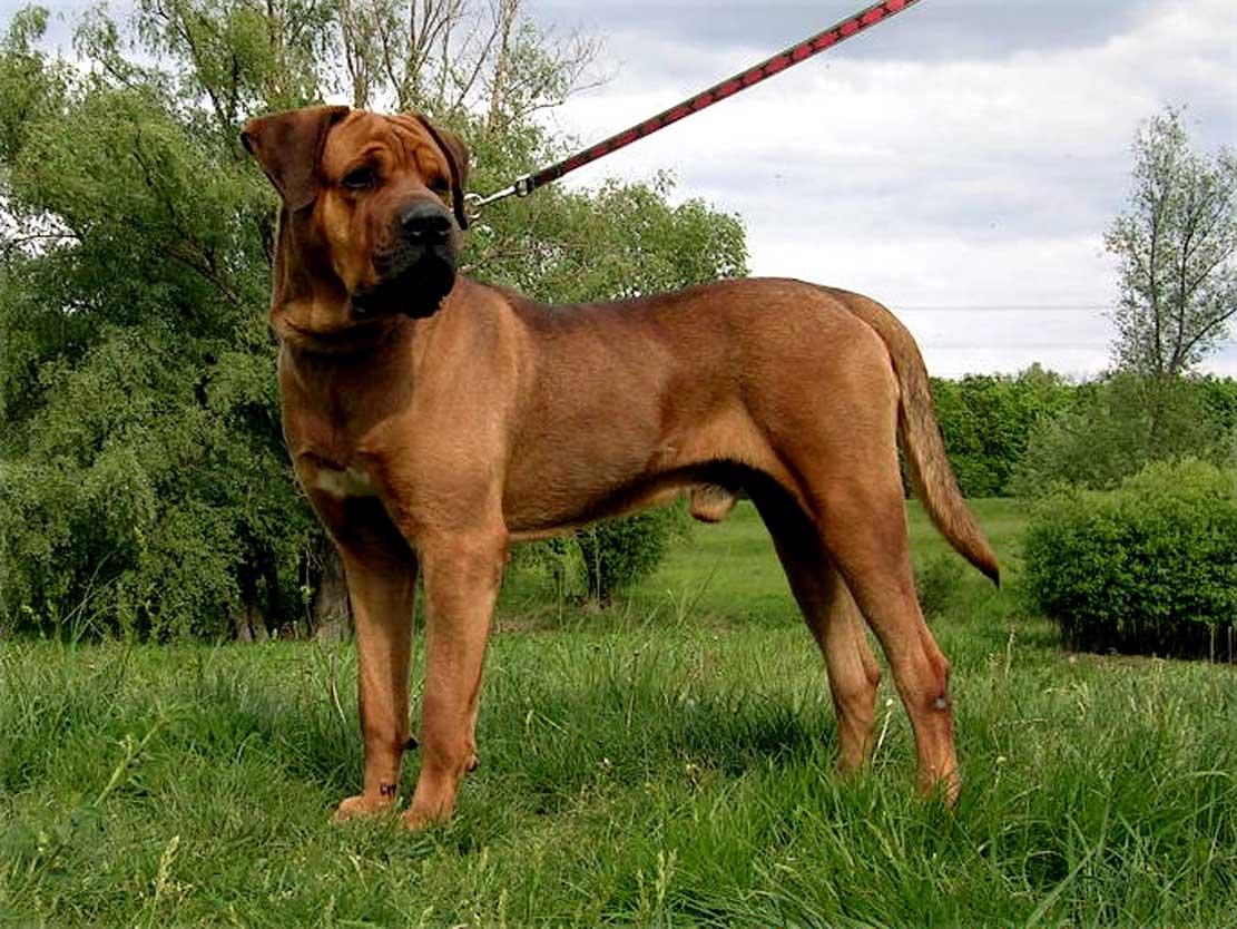 Tosa Dog: Tosa Tosa Inu Japanese Fighting Dog Breed