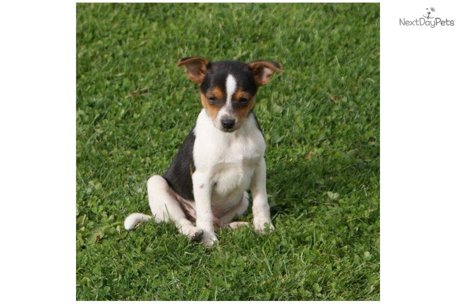 Toy Fox Terrier Puppies: Toy Afbd B Breed