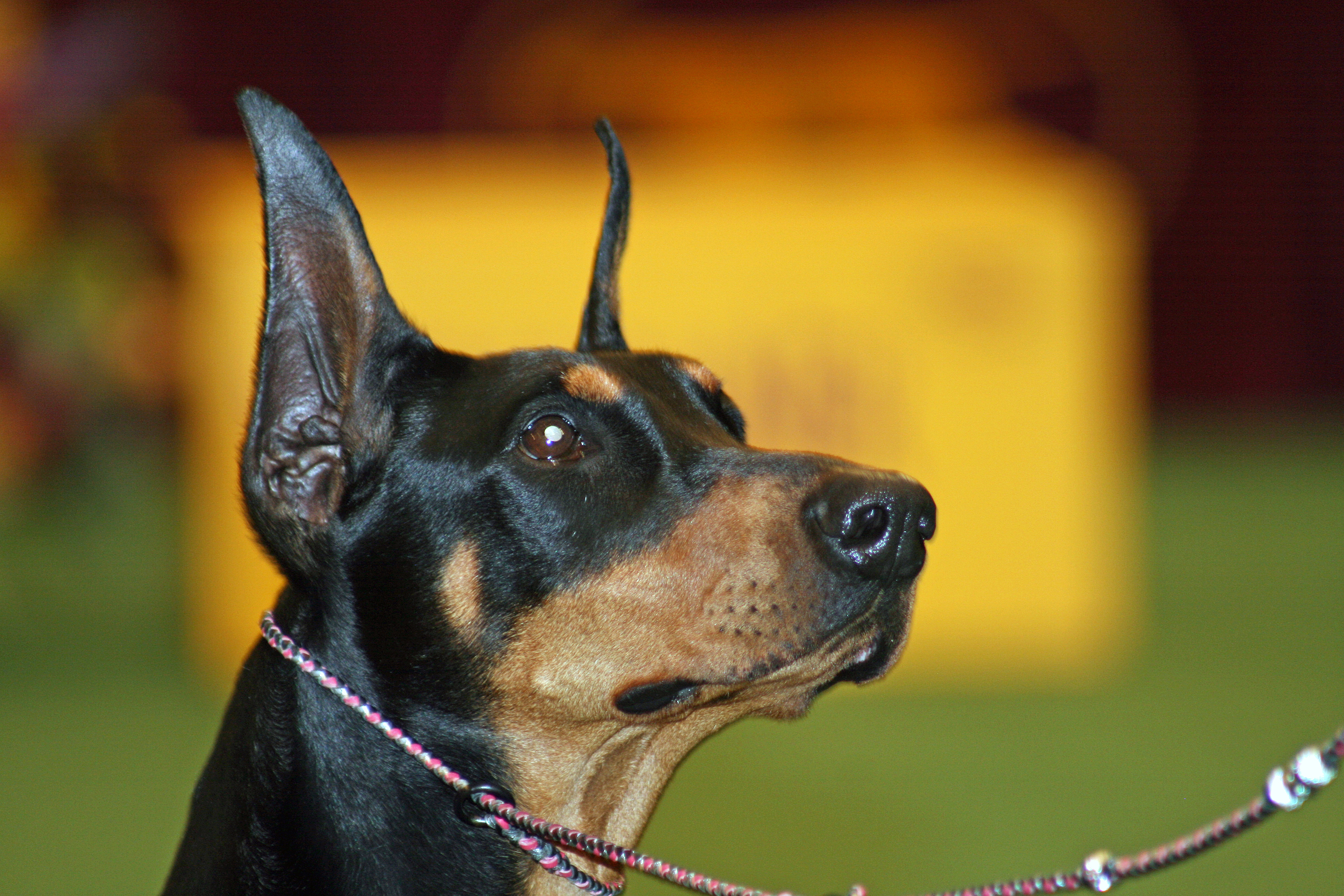 Toy Manchester Terrier Dog: Toy Beautiful Toy Manchester Terrier Dog Breed