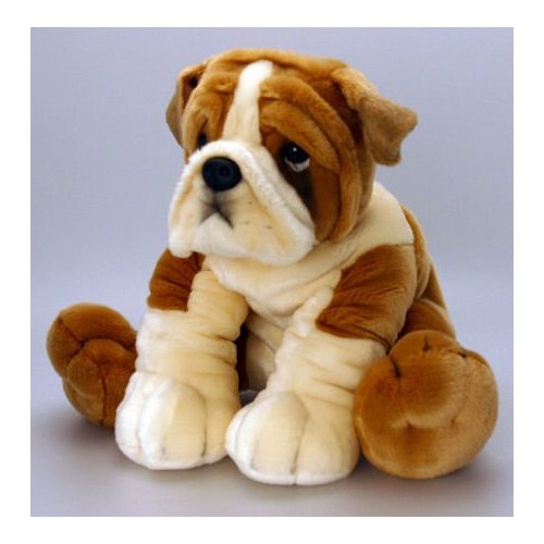 Toy Bulldog Dog: Toy Bgoc Breed