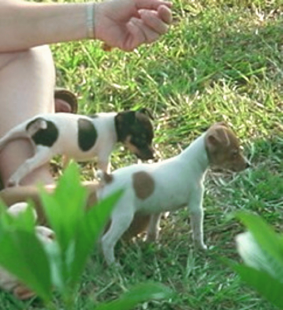 Toy Fox Terrier Puppies: Toy Bjspuppiesforsale Breed