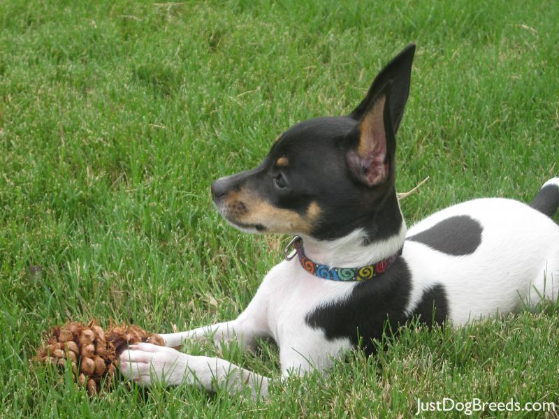Toy Fox Terrier Dog: Toy Breeds Small Dogs Best Dog Toy Fox Terrier