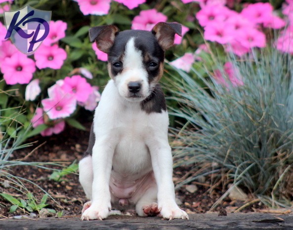 Toy Fox Terrier Puppies: Toy Candy Breed