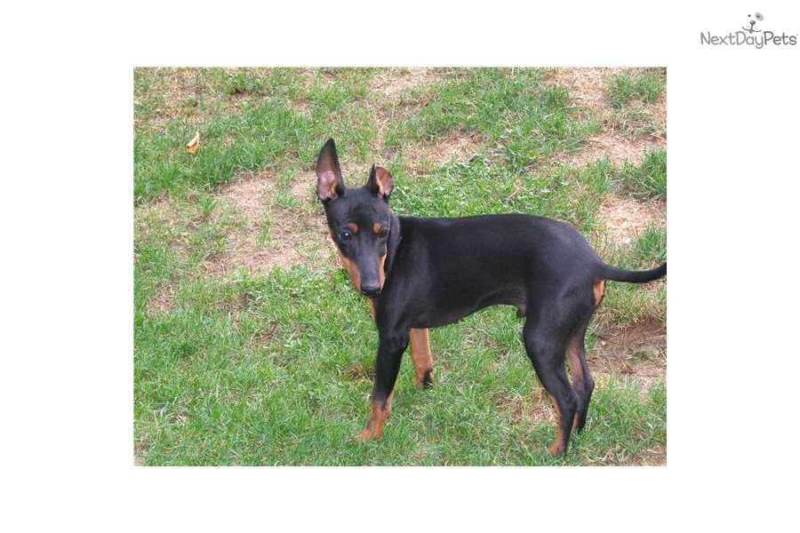 Toy Manchester Terrier Puppies: Toy Ceab Cc Breed