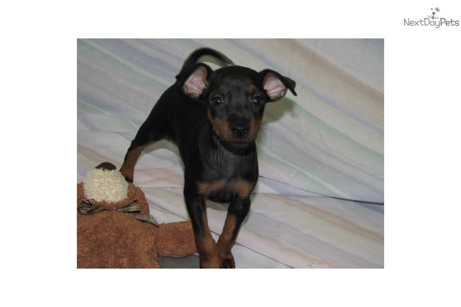Toy Manchester Terrier Puppies: Toy Cfdc B Breed
