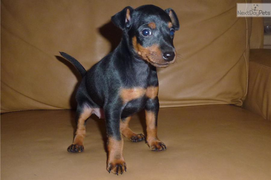 Toy Manchester Terrier Puppies: Toy Daa A Breed