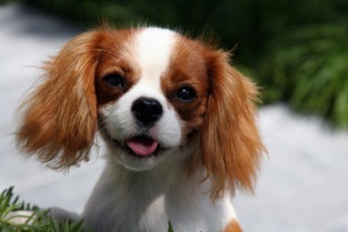 Toy Trawler Spaniel Dog: Toy Extinct Breeds Of Dogs
