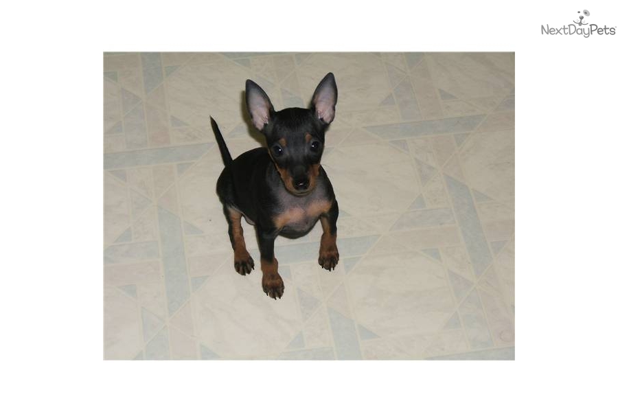 Toy Manchester Terrier Puppies: Toy Faba Breed