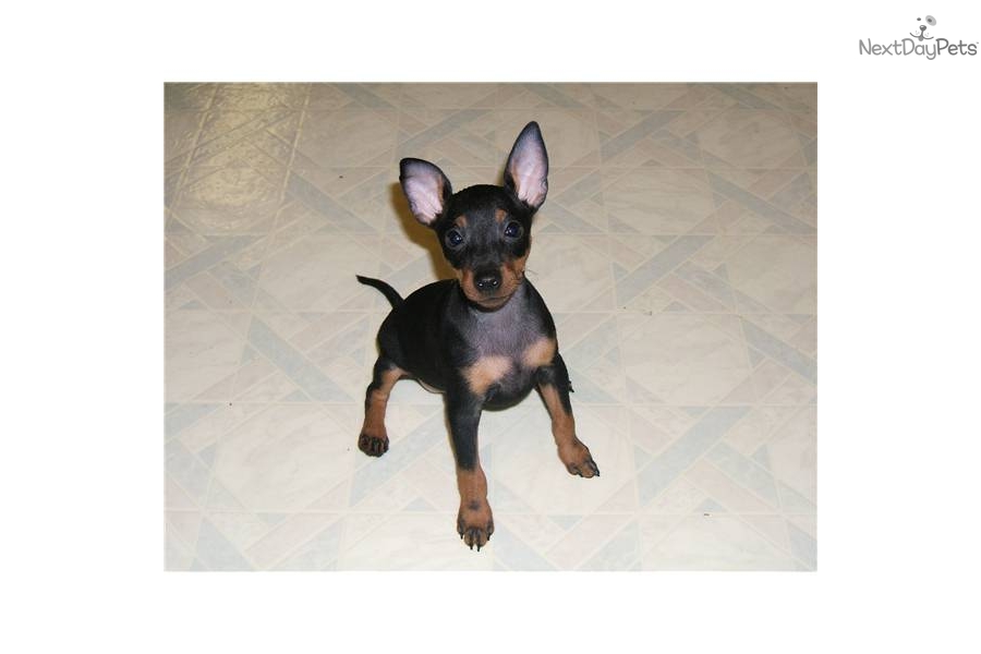 Toy Manchester Terrier Puppies: Toy Fefd B Breed
