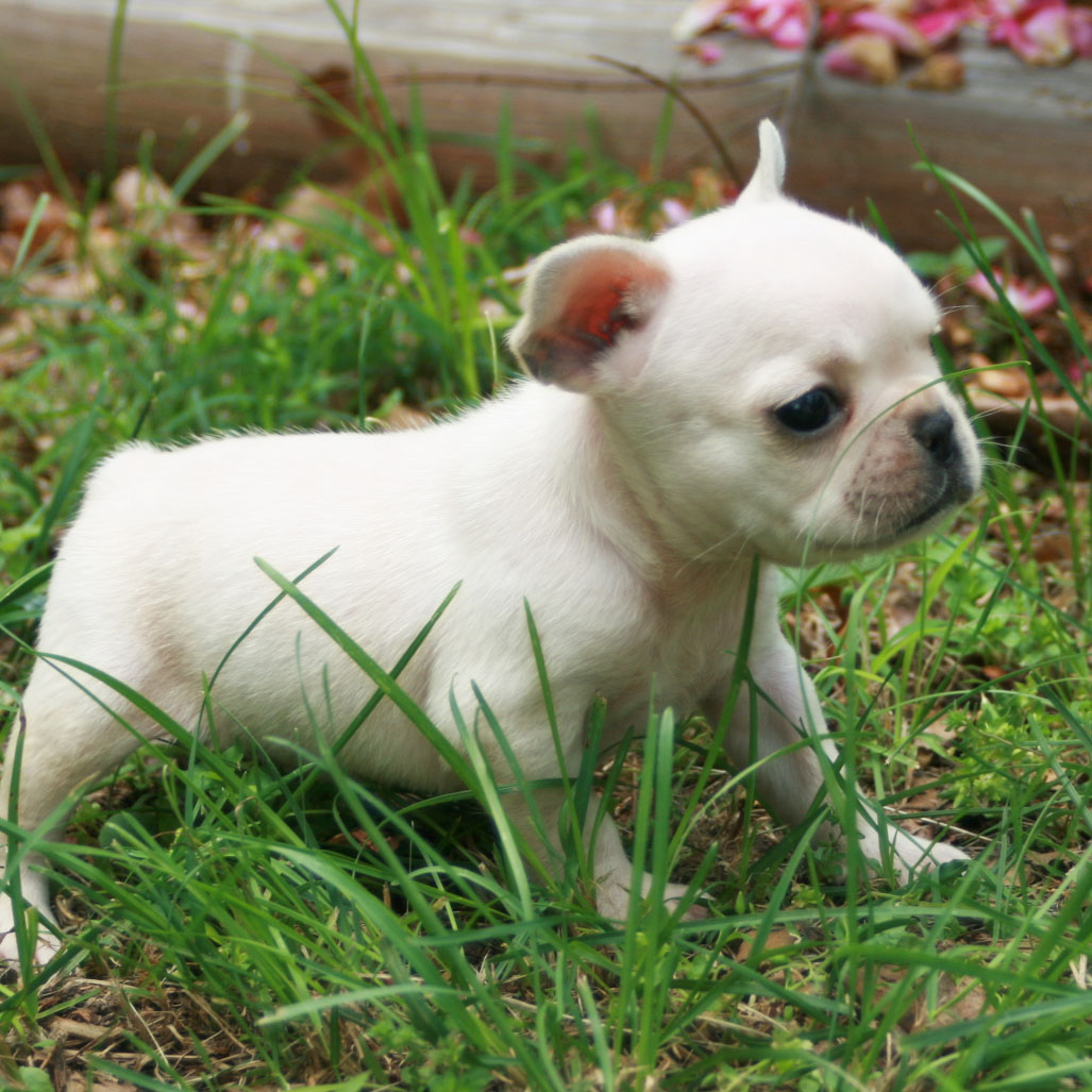 Toy Bulldog Puppies: Toy French Bulldog Puppy Pictures Breed