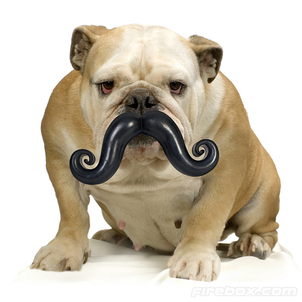 Toy Bulldog Dog: Toy Giant Mustache Chew Toy Makes Your Dog Look Dignified Breed