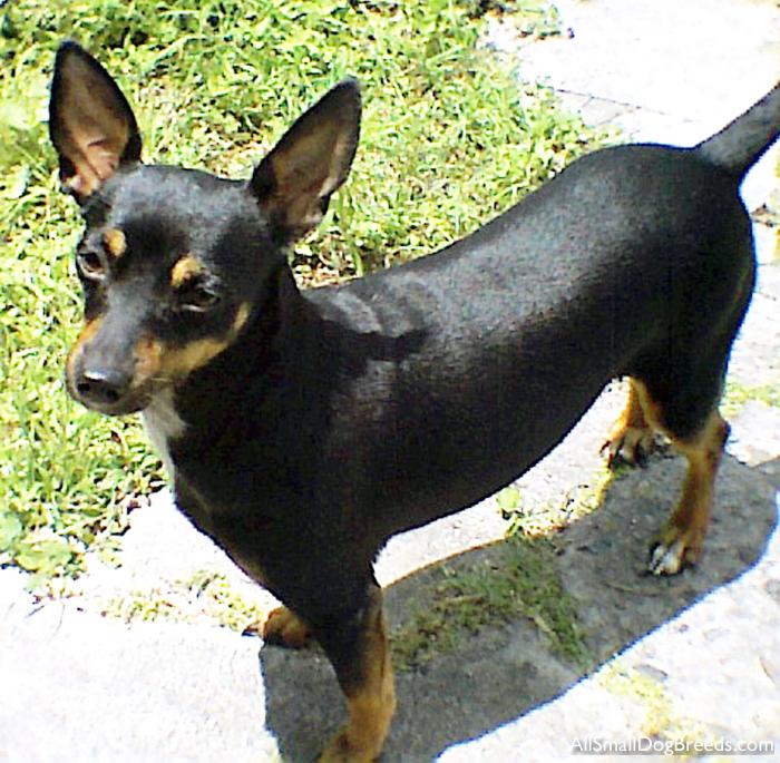 Toy Manchester Terrier Dog: Toy Manchester Terrier Breed