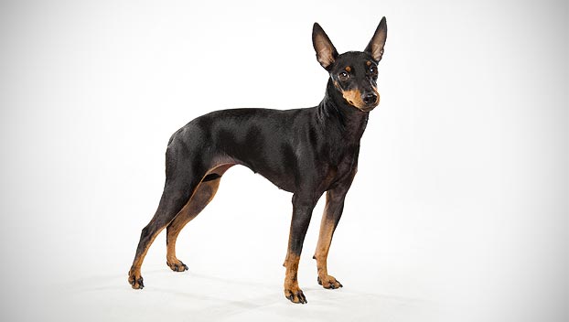 Toy Manchester Terrier Dog: Toy Manchester Terrier Toy Breed