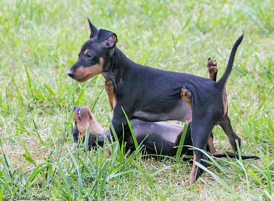 Toy Manchester Terrier Puppies: Toy Manchesters Breed