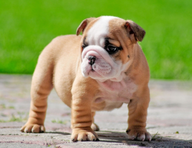 Toy Bulldog Dog: Toy Miniature English Bulldogs Pictures Breed