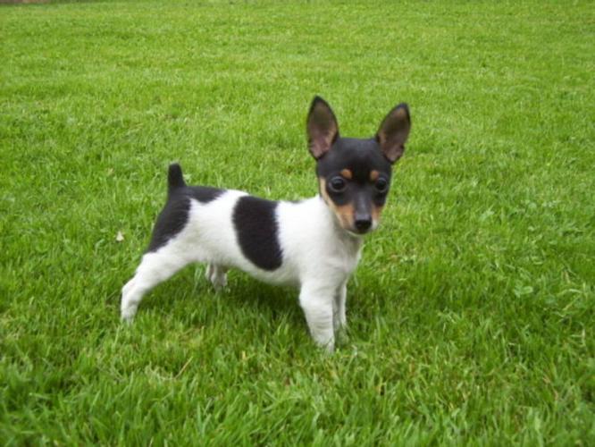 Toy Fox Terrier Dog: Toy Miniature Rat Terrier Puppies Rat Terrier For Sale Breed