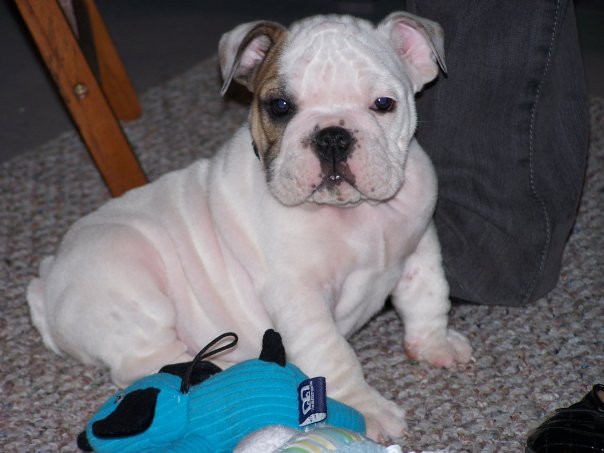 Toy Bulldog Puppies: Toy Past Puppies Breed