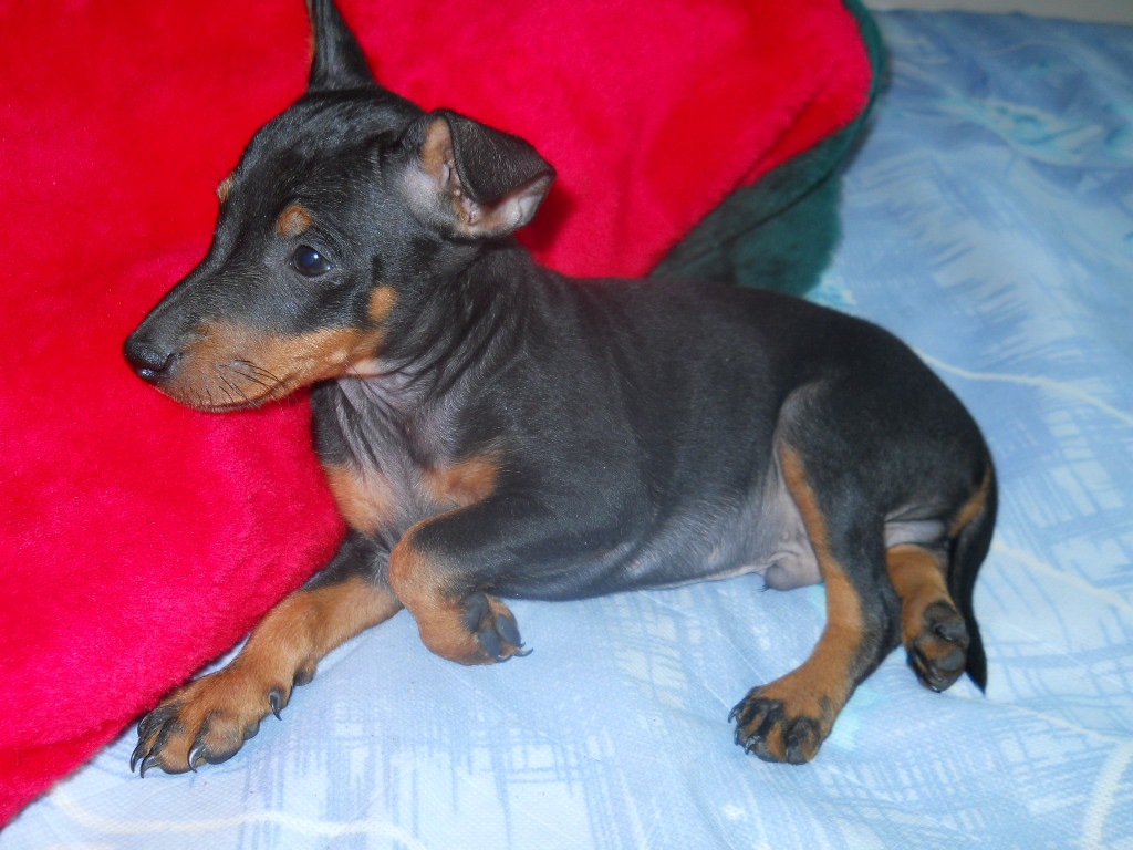 Toy Manchester Terrier Puppies: Toy Puppies Breed