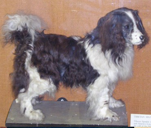 Toy Trawler Spaniel Dog: Toy Racas De Cachorros Extintos Breed