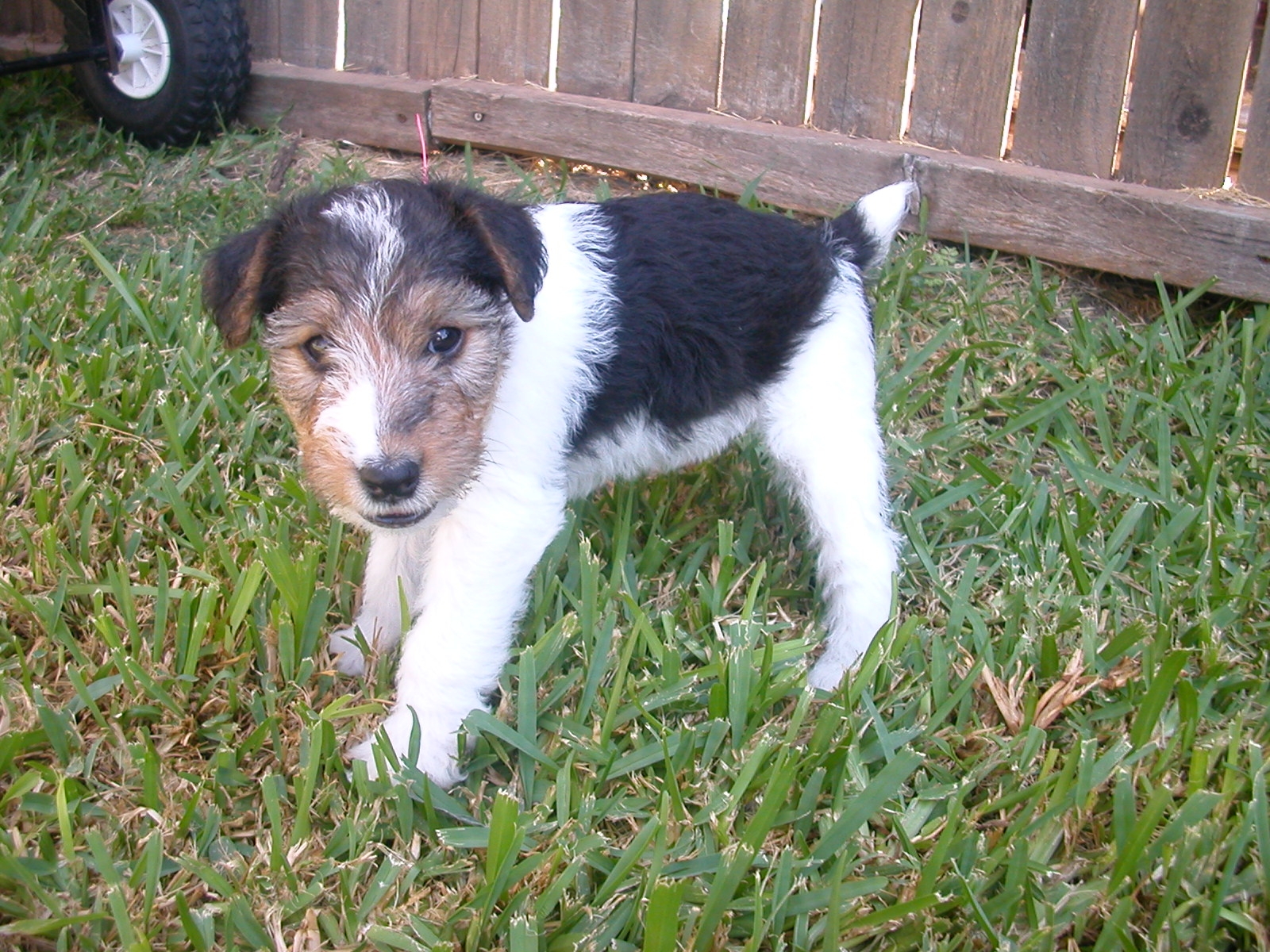 Toy Fox Terrier Puppies: Toy Smooth Toy Fox Terrier Puppies Breed