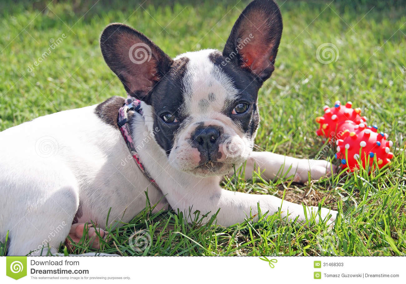 Toy Bulldog Dog: Toy Stock S French Bulldog Puppy Playing Dog Toy Green Grass Breed