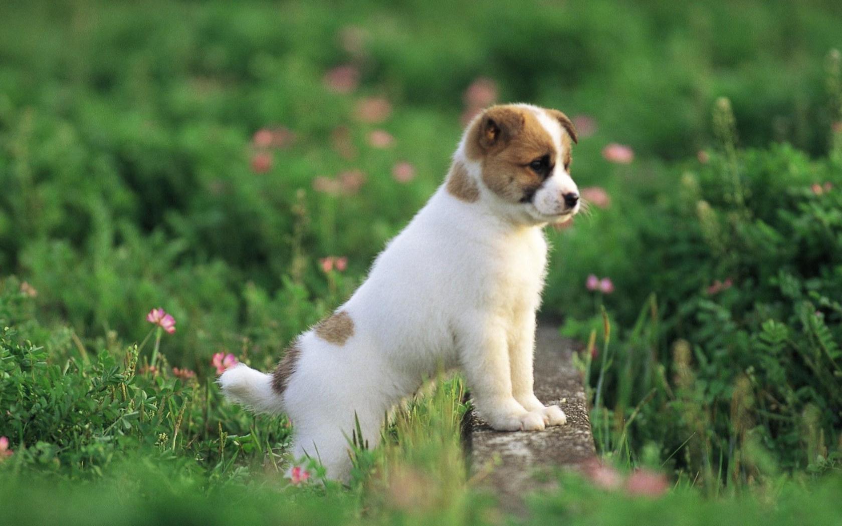 Toy Trawler Spaniel Puppies: Toy Teddy Roosevelt Terrier Puppy Breed