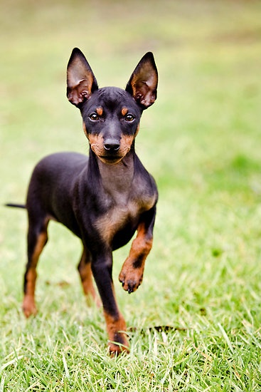 Toy Manchester Terrier Dog: Toy Top Small Tiny Dog Breeds