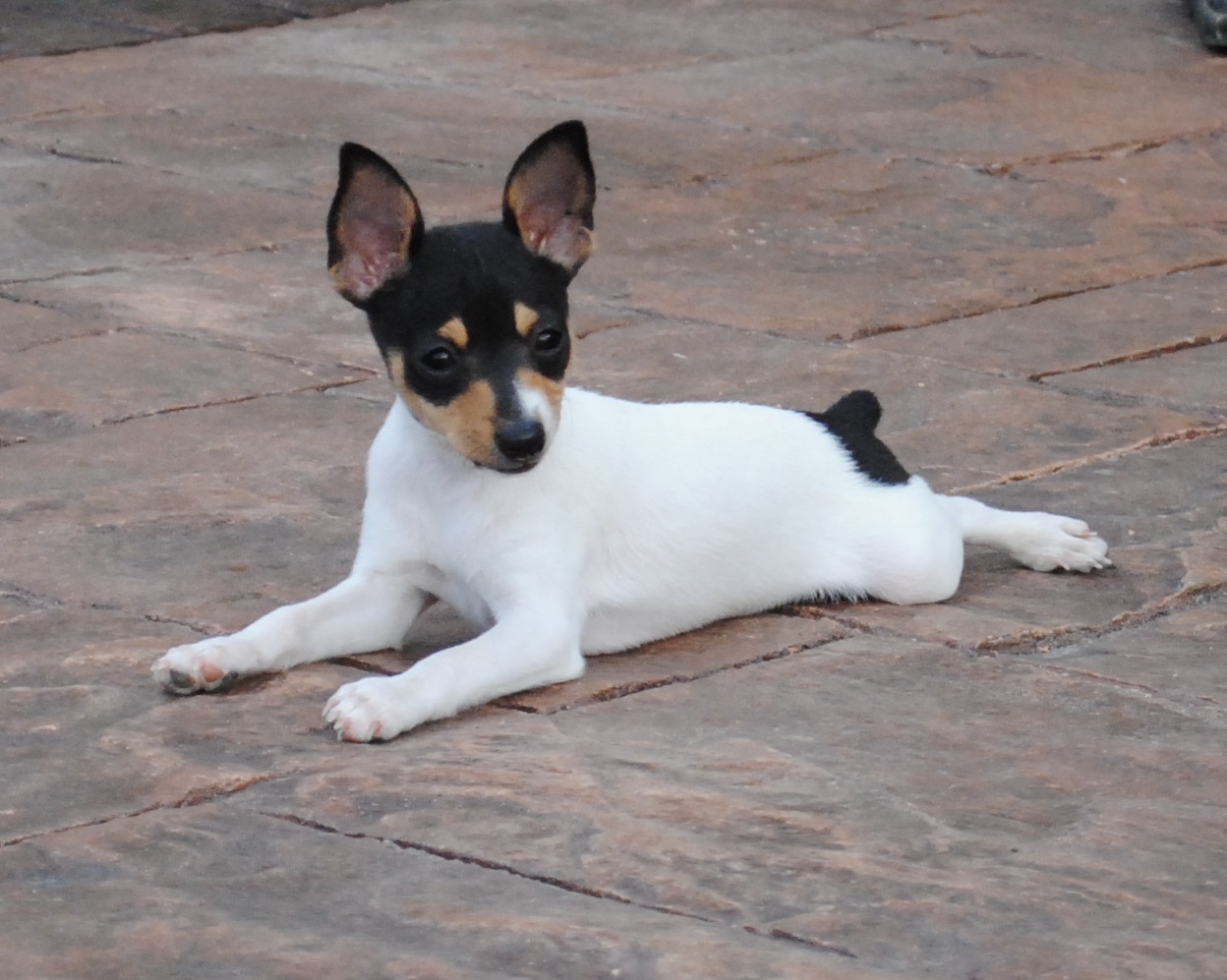 Toy Fox Terrier Puppies: Toy Toy Fox Terrier Breed