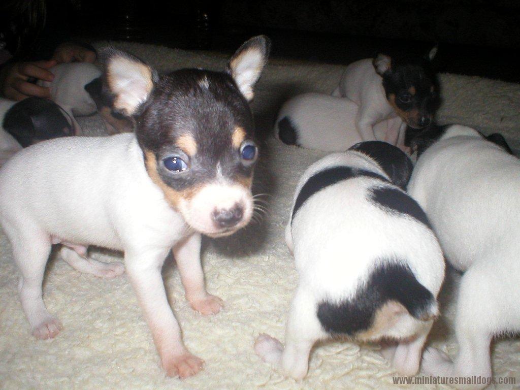 Toy Fox Terrier Dog: Toy Toy Fox Terrier Pictures Breed