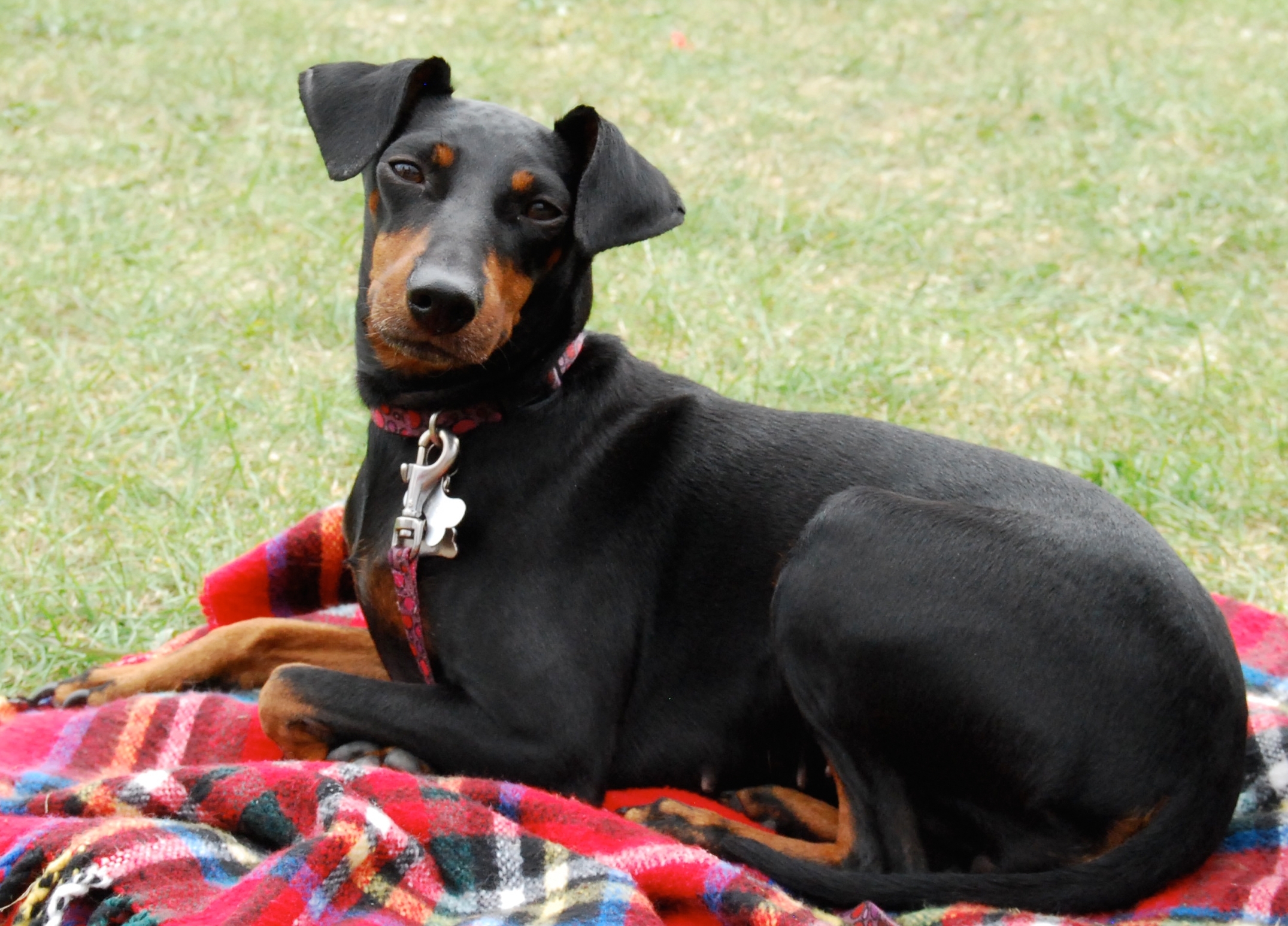Toy Manchester Terrier Dog: Toy Toy Manchester Terrier Dog On Picnic Breed