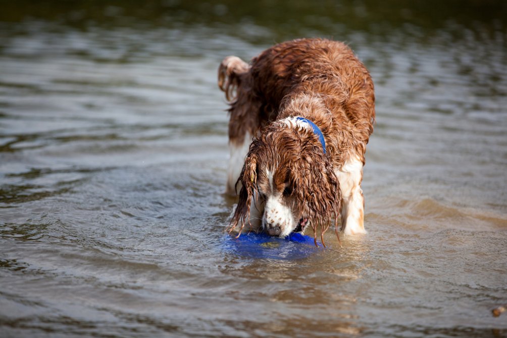 Toy Trawler Spaniel Dog: Toy Welshspringerspaniel Breed