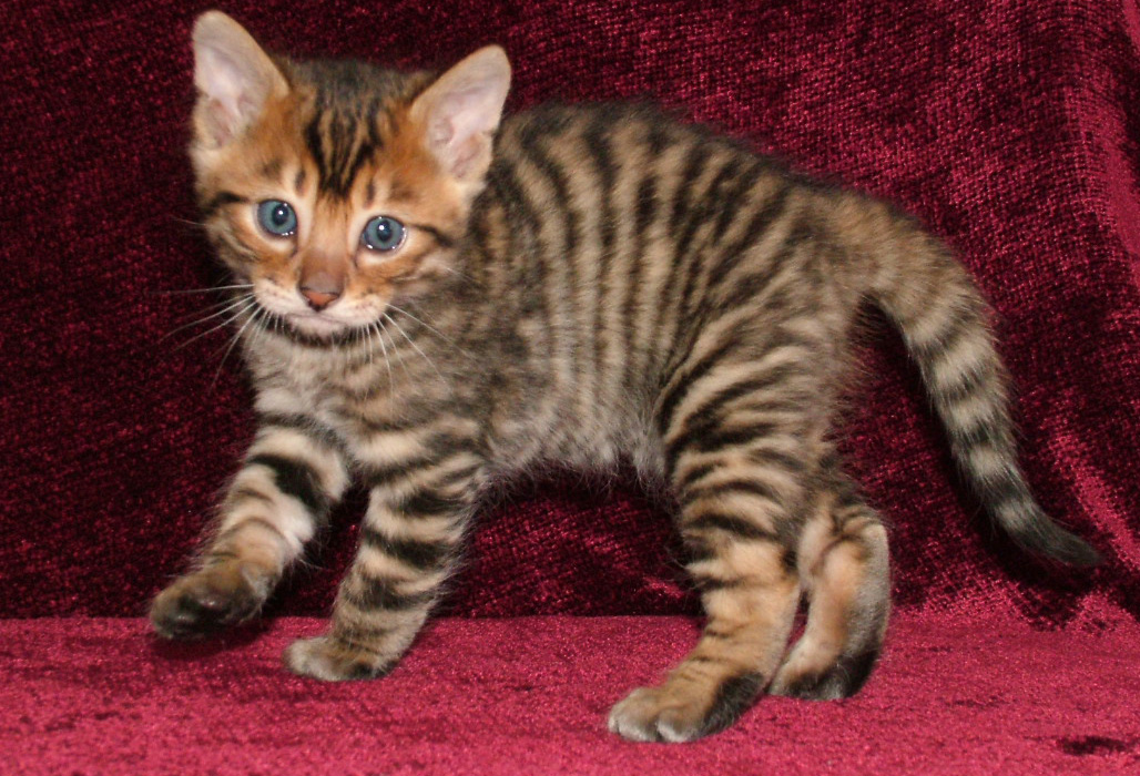Toyger Kitten: Toyger Breed