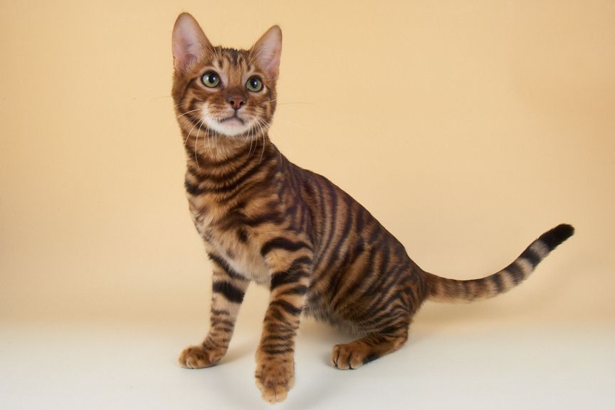 Toyger Kitten: Toyger Dgzvyigtpdhrlbnm Breed