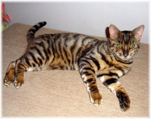 Toyger Cat: Toyger Toyger House Cat Compared To Breed