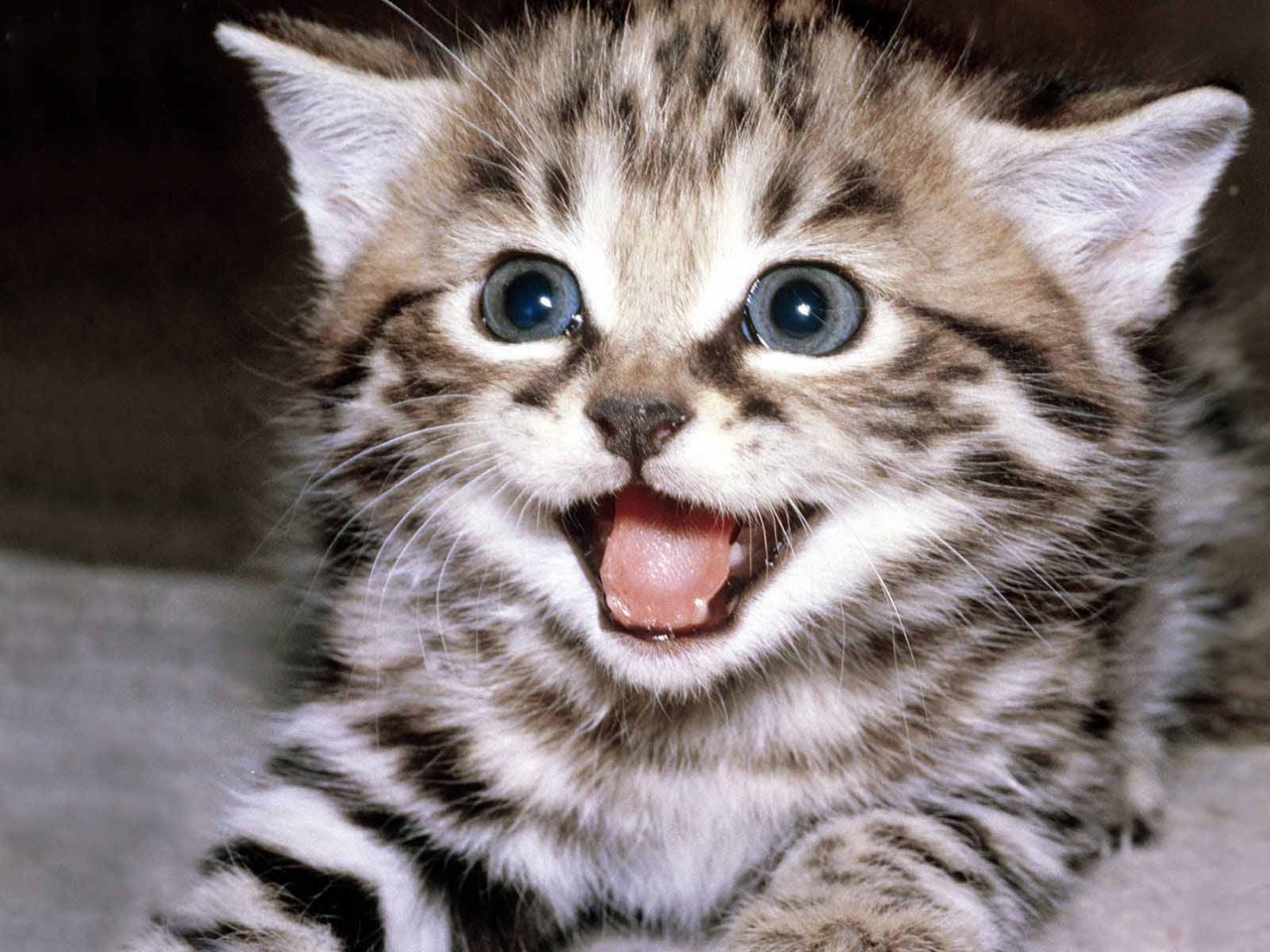 Toyger Kitten: Toyger Toyger Kitten Cuteeeeee Breed