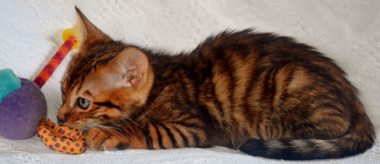 Toyger Kitten: Toyger Toyger Kitten Male Brandon Breed