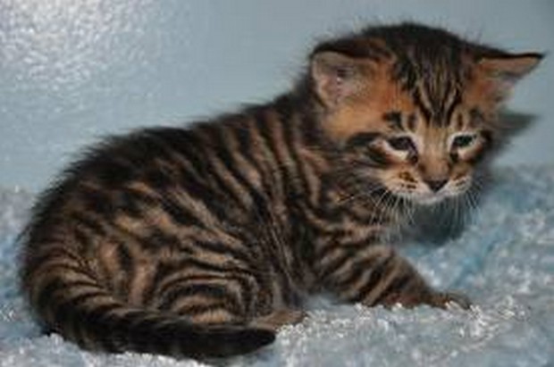 Toyger Kitten: Toyger Toyger Kittens Breed