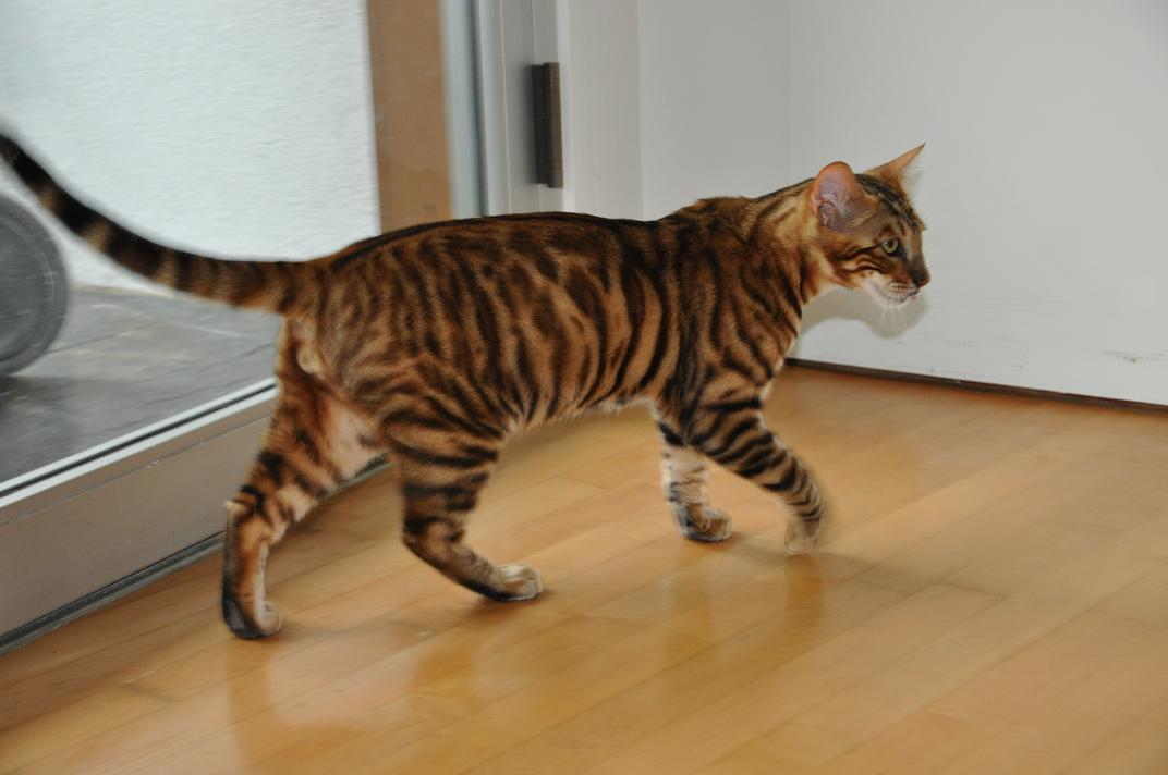 Toyger Cat: Toyger Toygers Breed