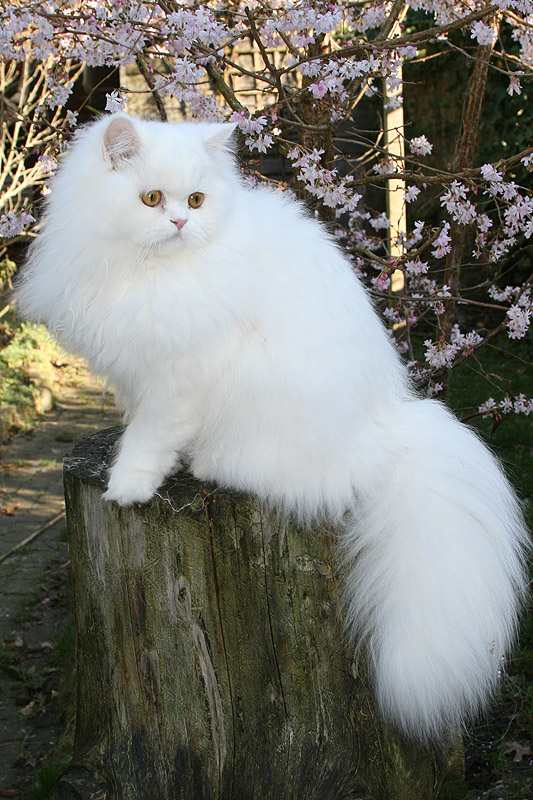Traditional Persian Cat: Traditional Archive Breed