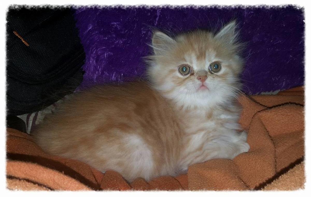 Traditional Persian Kitten: Traditional Beautiful Silver Tabby Traditional Male Persian Kitten Weeks Old Breed