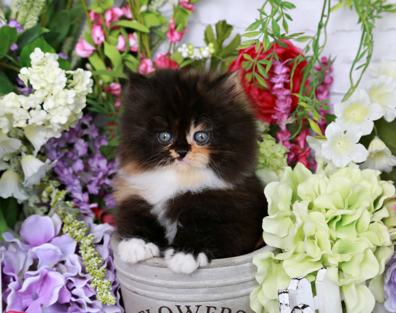 Traditional Persian Kitten: Traditional Chanel Breed