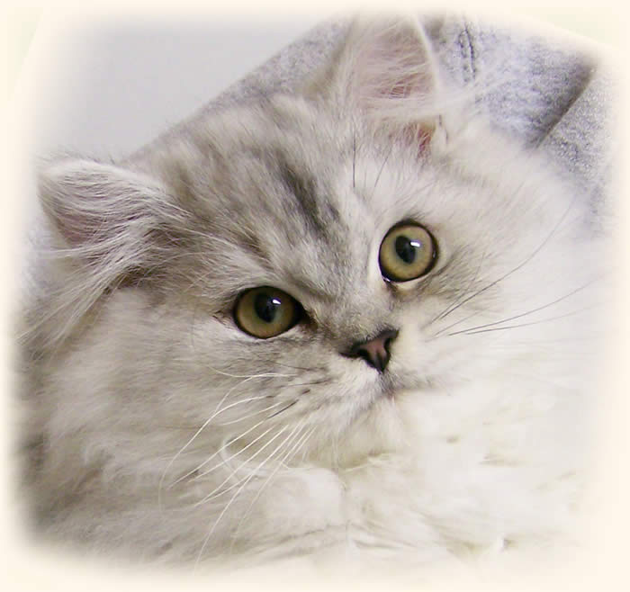 Traditional Persian Kitten: Traditional Doll Face Persian Kittens Breed
