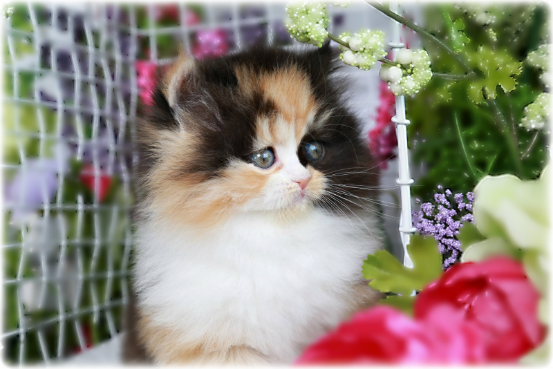 Traditional Persian Kitten: Traditional Ella Click Here Breed