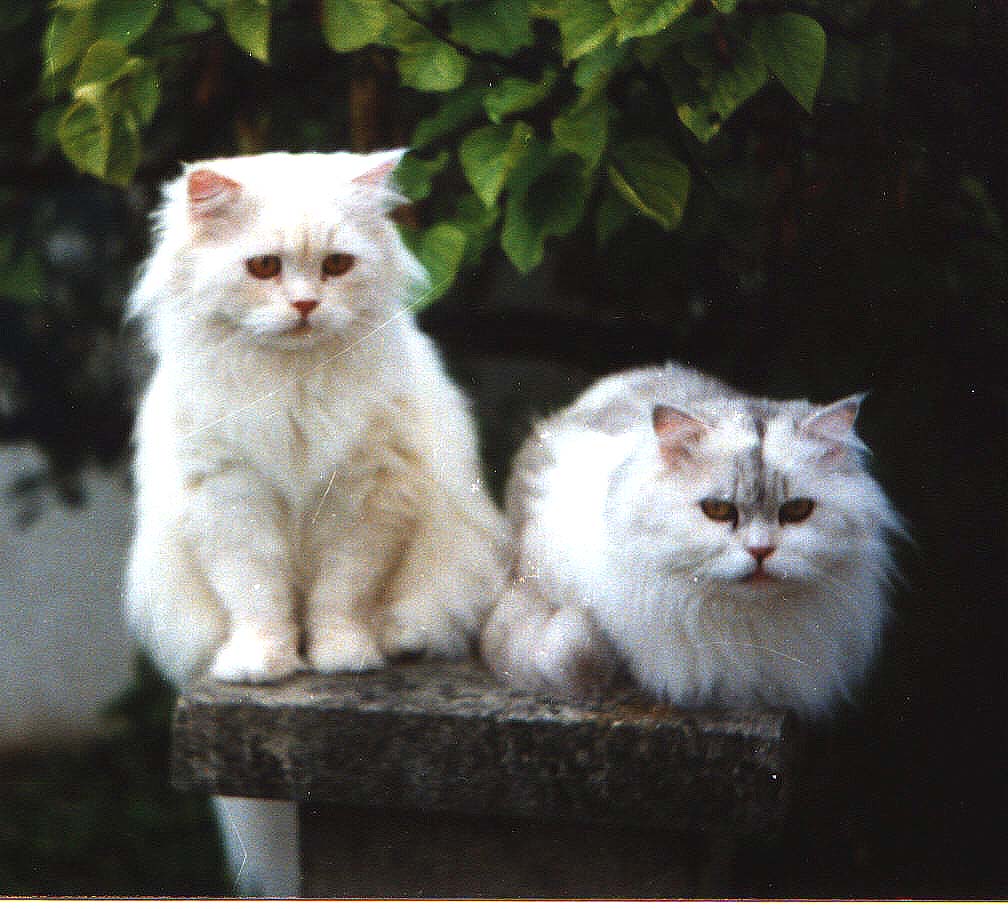 Traditional Persian Cat: Traditional Faqtpersian Breed