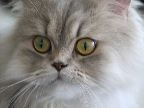 Traditional Persian Cat: Traditional Meet The Persian Cat Fall In Love Breed