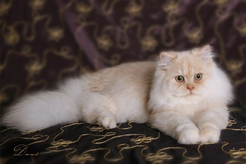 Traditional Persian Cat: Traditional Persian Cats Breed