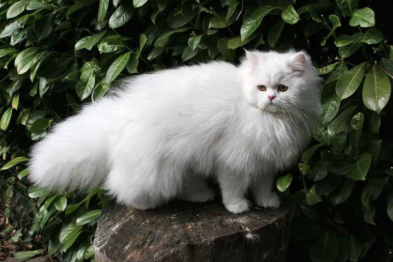 Traditional Persian Cat: Traditional The Cat S I Remember Breed