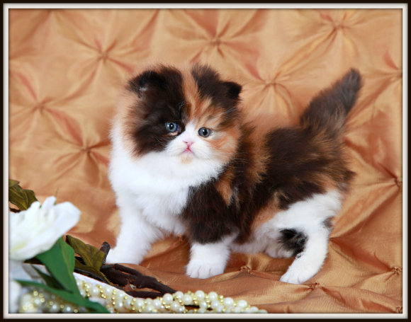 Traditional Persian Kitten: Traditional Traditional Calico Teacup Persian Kitten For Sale Breed