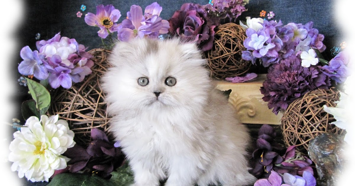 Traditional Persian Kitten: Traditional Traditional Doll Face Persian Kittens Breed